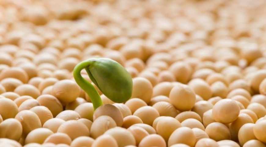 Близько 80% української сої і 10% кукурудзи вирощується з ГМ-насіння