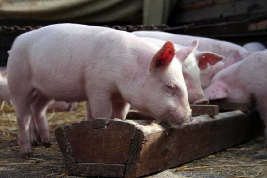 В Україні пропонують спростити передачу прострочених продуктів на корми тваринникам