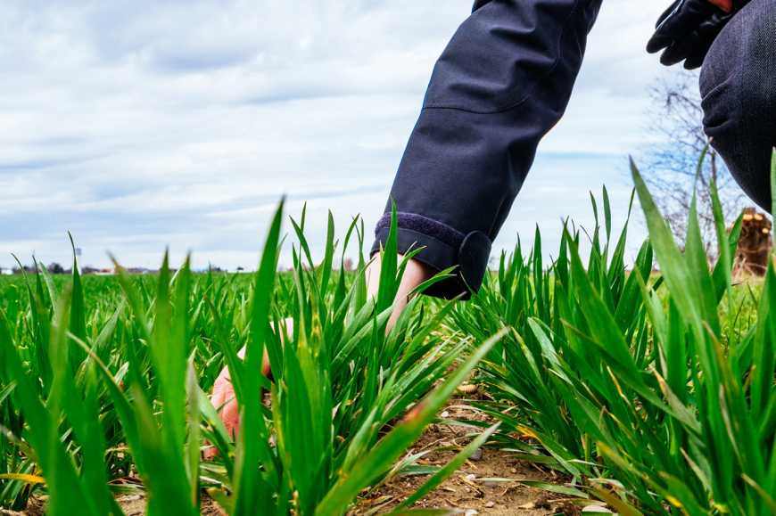 Науковці прогнозують добрий урожай озимої пшениці