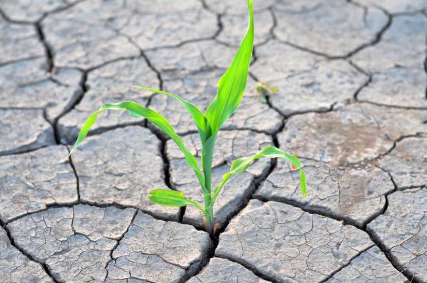 Цьогорічна посуха суттєво знизить врожайність, – аграрії