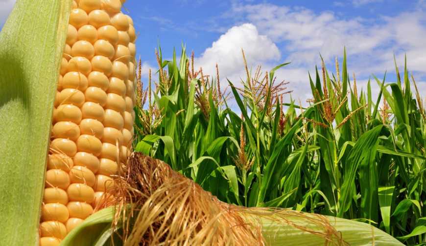 Захист кукурудзи від бур’янів без втрат продуктивності
