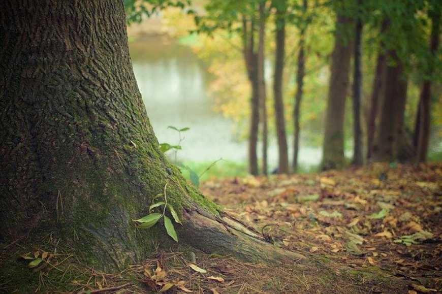 В Україні проведуть національну інвентаризацію лісів