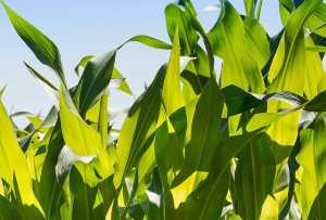 Виробництво кукурудзяного силосу