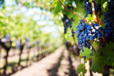 У Мінекономіки планують зміни в програмі держпідтримки виноградарства