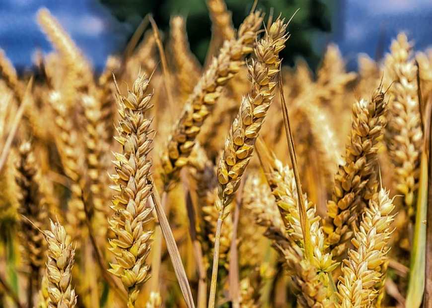 Україна цього сезону більш ніж у 3 рази наростила експорт пшениці до Туреччини
