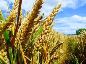 Зернові культури: тенденції і прогнози ринку
