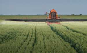 Правила десикації посівів зернових