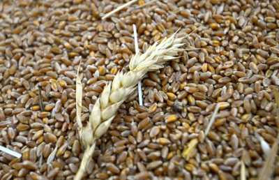 Експорт українських зернових наблизився до 14 млн тонн