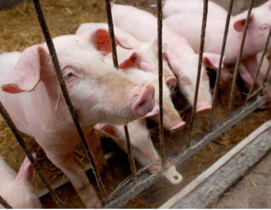 Проблеми навколо свині