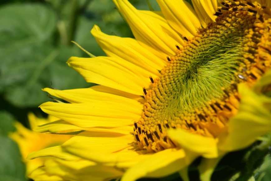 В Україні знижено прогнози врожаю соняшнику