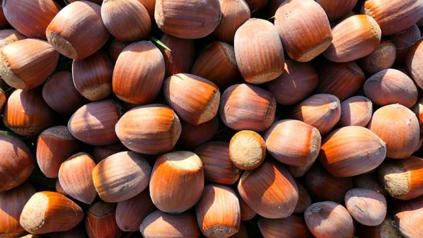 На Черкащині фермер заклав фундуковий сад