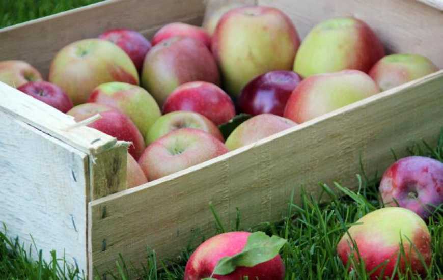 На ринках України яблуко займає понад 60% всієї пропозиції фруктів
