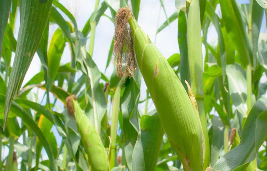 Нові гібриди кукурудзи від компанії «Сингента» — правильний курс на підвищення прибутковості!
