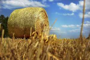 Біодеструктор стерні: вплив на поживний режим ґрунту та врожайність пшениці озимої