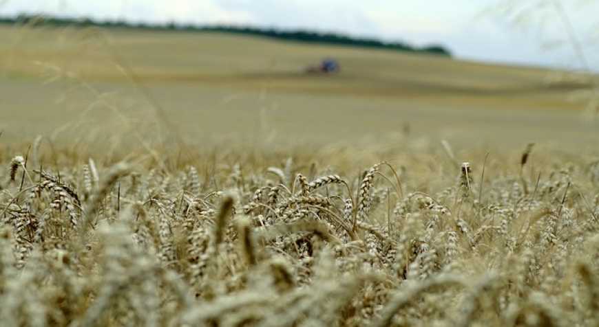 У 2023 році в Україні можуть зменшитися площі посіву сільгоспкультур