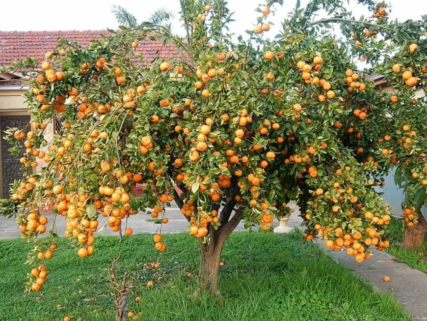 На Київщині у теплицях вирощують мандарини