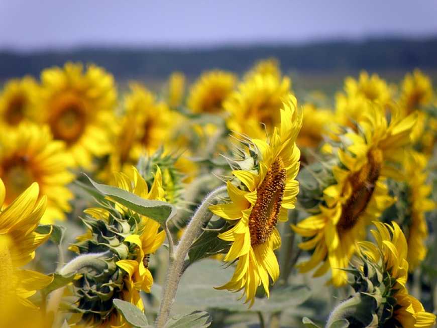 Найближчим часом в Україні прогнозується зниження цін на соняшник та сою