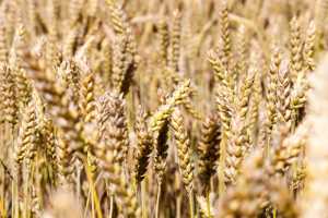 Показники продуктивності та якості зерна озимої пшениці залежно від обробітків ґрунту й удобрення