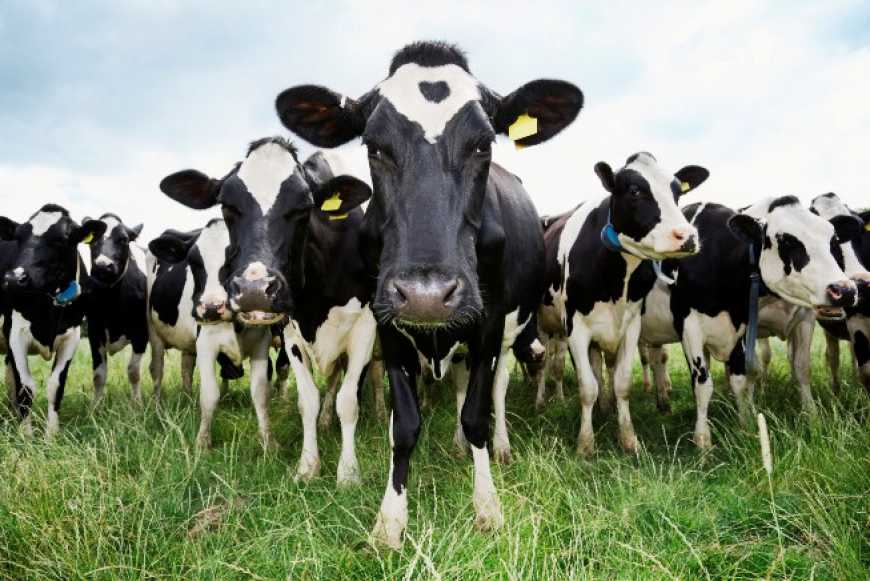 Торік чисельність поголів’я корів в Україні скоротилася на 5%
