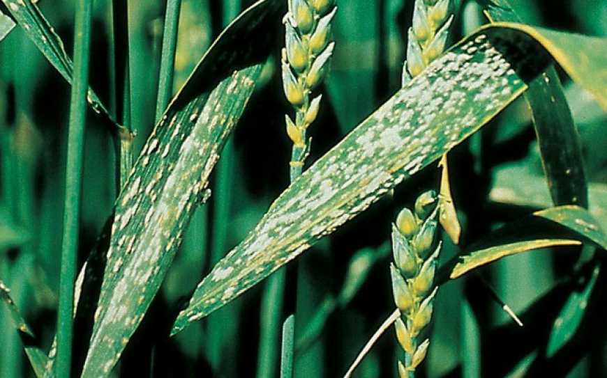 В Україні спостерігається активізація поширення хвороб на посівах озимих та ярих зернових культур