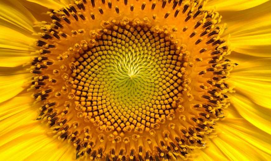 Соняшник – кращий рятівник ґрунту