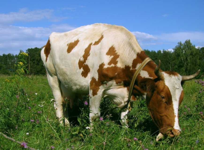 Фермерам нарахували майже 276 млн грн дотацій за утримання корів