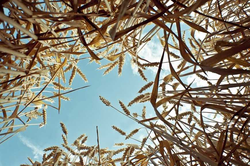 Світове виробництво зерна зросте до рекордного рівня, – ФАО