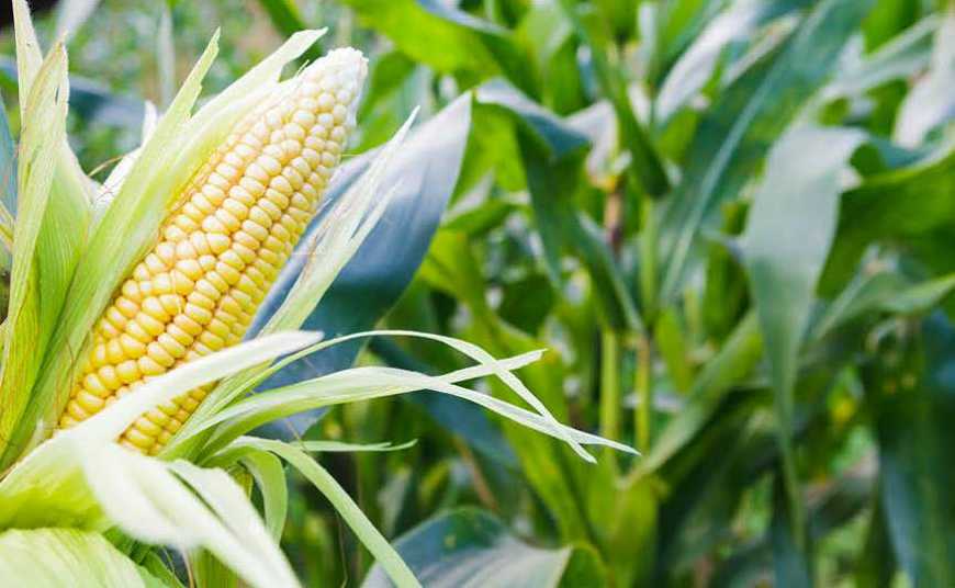 Добір гібридів кукурудзи для різного матеріально-ресурсного забезпечення