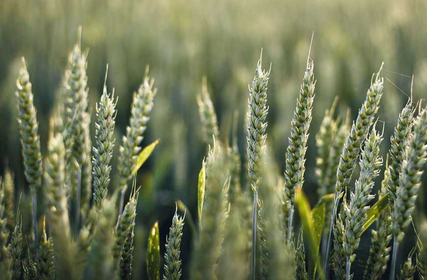 Роль фосфітів у позакореневому живленні пшениці