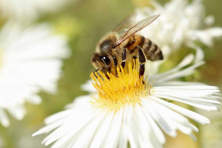 На Житомирщині пасічник розводить бджіл, які не жалять людей