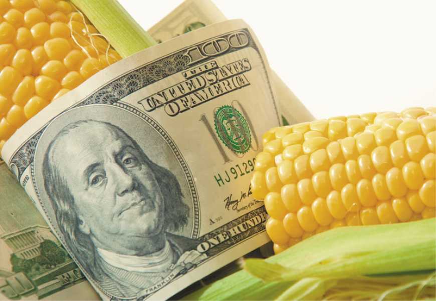 Ринок кукурудзи: українські трейдери активізували закупівлю зернової