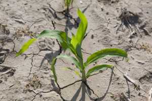 Зміни клімату і стратегія вирощування кукурудзи: завдання виробника і селекціонера