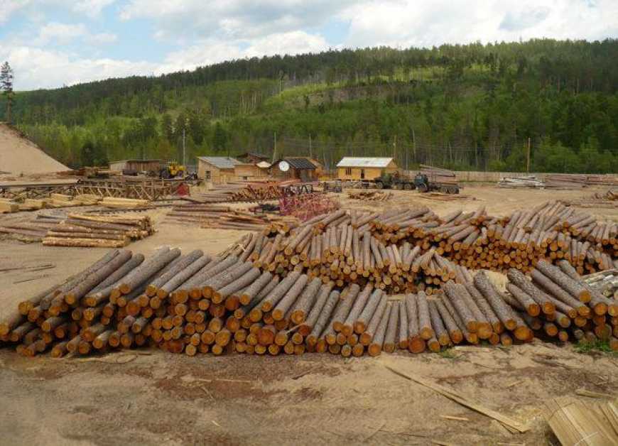Бізнес наполягає на обов’язковому доопрацюванні законопроєкту «Про ринок деревини»