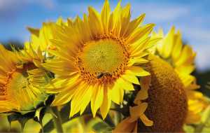 Соняшник: що любить і чого боїться «квітка сонця»