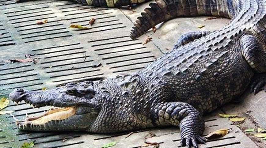 На Вінниччині працює унікальна крокодиляча ферма