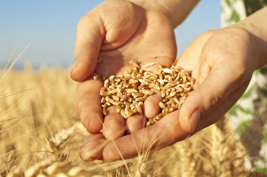 В Україні зменшилася реалізація зернових та олійних