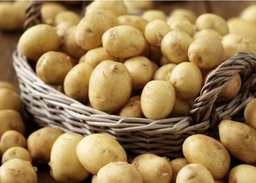 Ранню картоплю в Україні почнуть збирати вже на початку квітня