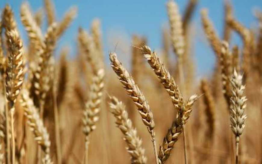 У хворої пшениці колосок бідний
