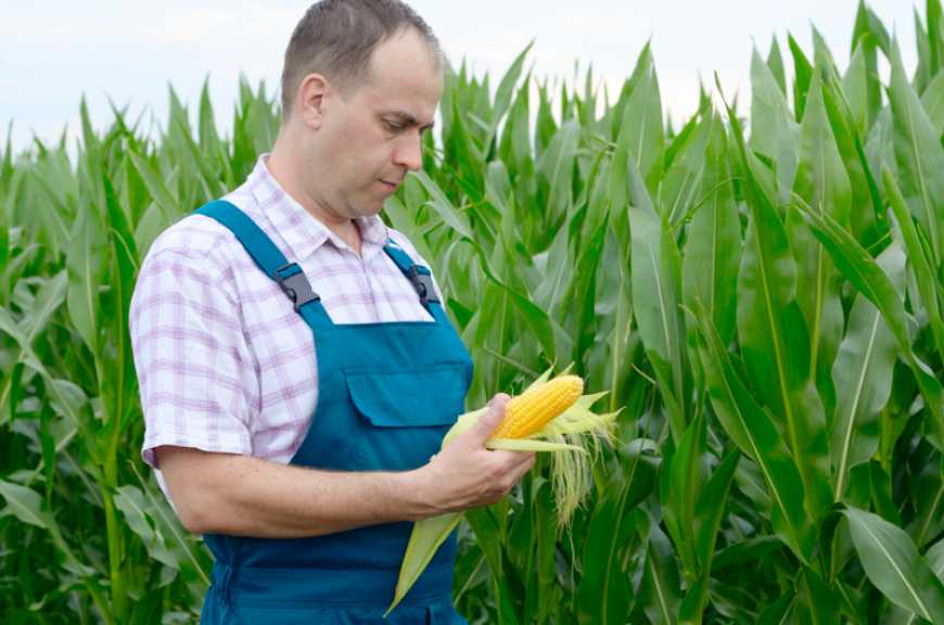 Продуктивність гібридів кукурудзи на Черкащині