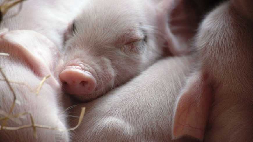 40% поголів’я свиней в Україні належить 15 компаніям