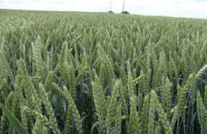 Урожайність різних сортів озимої пшениці