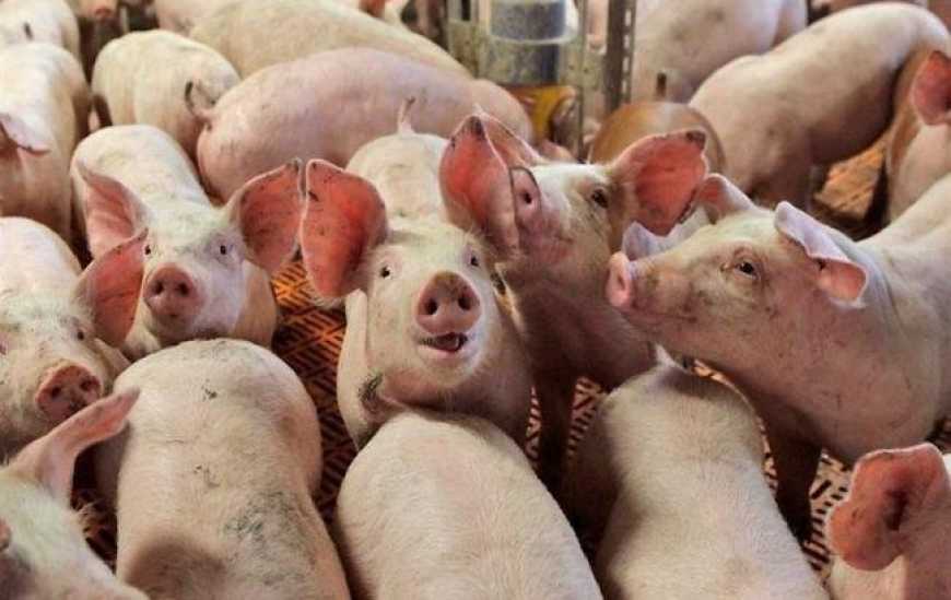 Ціна на живець свиней штучно знизилася на 2 грн/кг, – АСУ