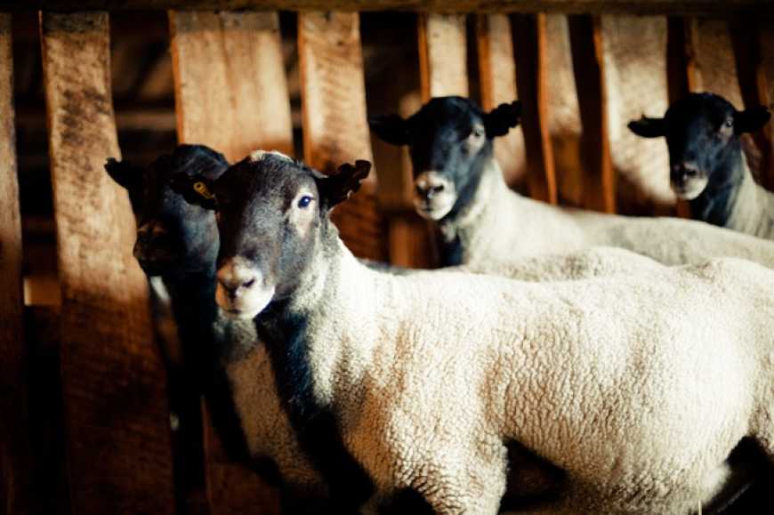 Еко-ферма на Чернігівщині планує налагодити випуск овечого масла