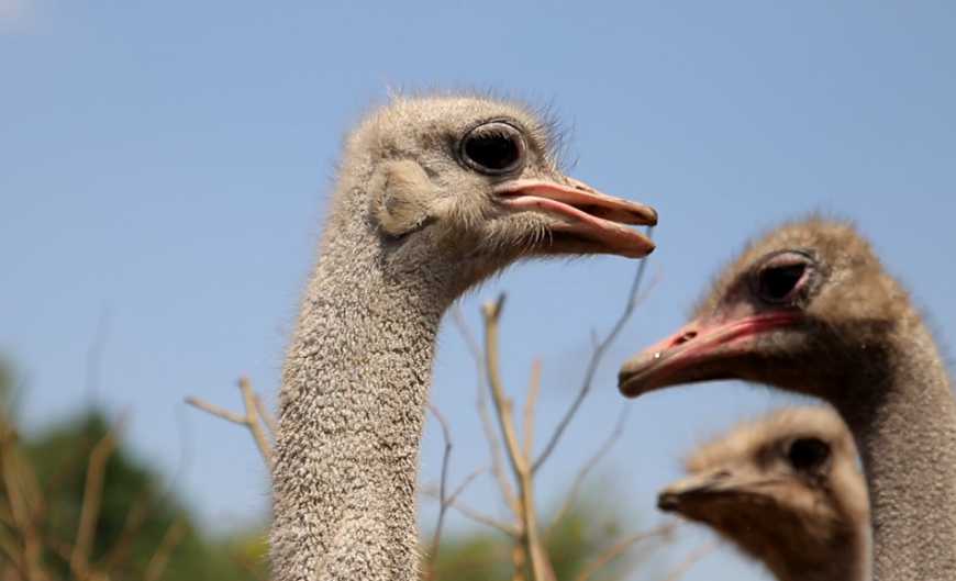 На Черкащині відкрили страусину ферму та контактний зоопарк