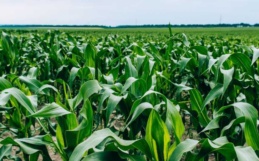 Чому кукурудза потребує мікоризації?