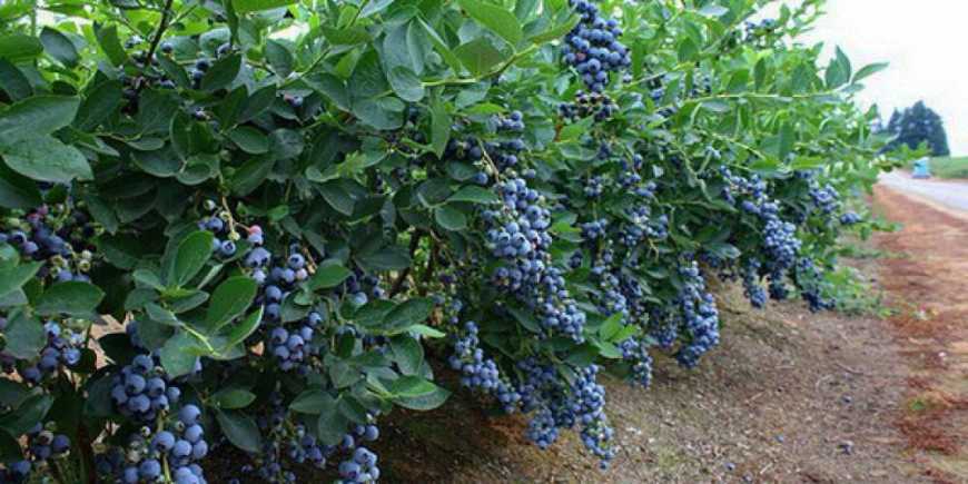В Україні створять Агрохаб з вирощування лохини на поливі