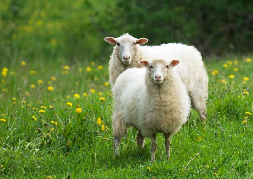 Вівчарство — вигідний бізнес