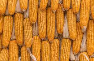 Чи можна отримувати стабільно високі результати врожайності кукурудзи щороку