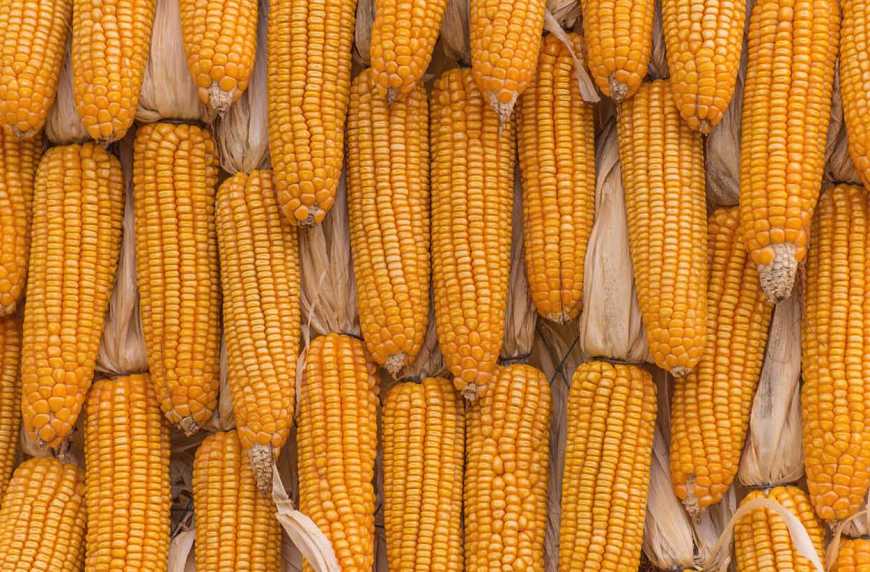 Чи можна отримувати стабільно високі результати врожайності кукурудзи щороку