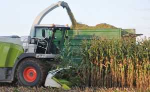 8 правил для якісної кормової кукурудзи